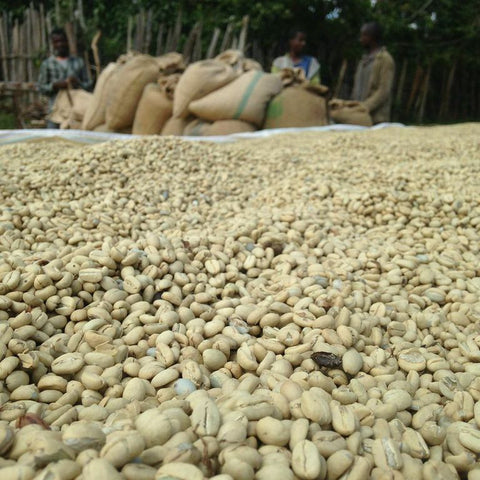 Dear Green Coffee - Kenya: Ther'i AB