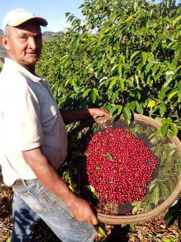 Clifton Coffee - Brazil: Fazenda Ondas De Mantiqueira