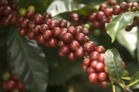 Clifton Coffee - Costa Rica: Finca Haceinda Valerio (Natural)