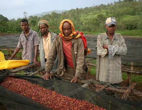 Clifton Coffee - Ethiopia: Kebel Kebado, Sidamo (Natural)
