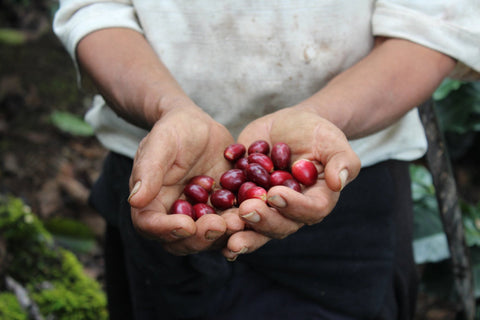 Clifton Coffee: Honduras, Norma Iris Fiallos, Washed