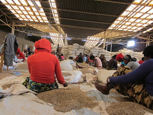 Clifton Coffee - Rwanda: Gisuma