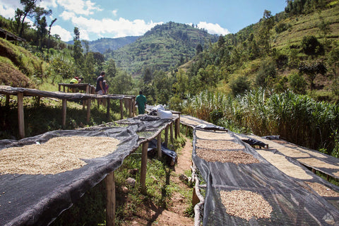 Clifton Coffee - Rwanda - Shyira - Washed