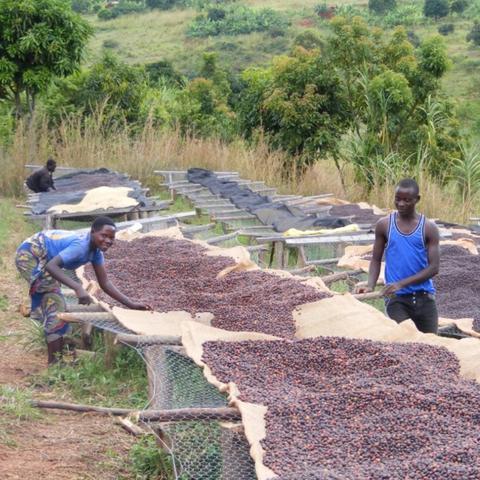 Clifton Coffee: Burundi, Kirundo Kayanza, Natural