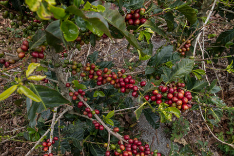 Clifton Coffee: El Salvador, Finca San Luis, Washed