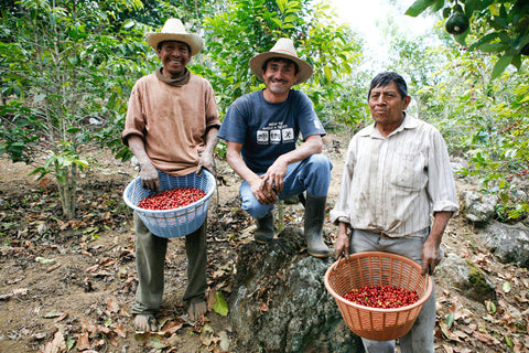 Clifton Coffee: Guatemala, El Limar, Pulped Natural