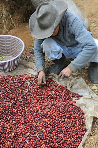 Clifton Coffee Roasters: Guatemala, Finca Capetillo, Natural