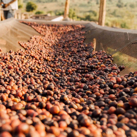 Clifton Coffee Roasters: Burundi, Kirundo Kayanza, Natural