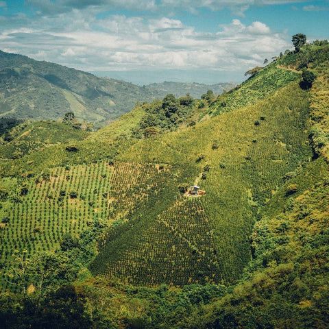 Clifton Coffee Roasters: Huila, Colombia, Sugarcane EA: Decaffeinated