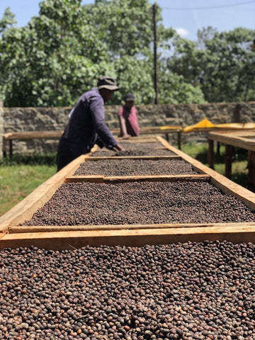 Clifton Coffee Roasters: Kenya, Kiambu Estate - Special Sundried, Natural