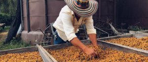 Clifton Coffee Roasters: Panama, Rocky Mountain, Anaerobic fermentation