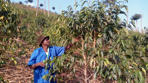 Clifton Coffee Roasters: Rwanda, Abadahigwa, Tare Mountain, Decaffeinated