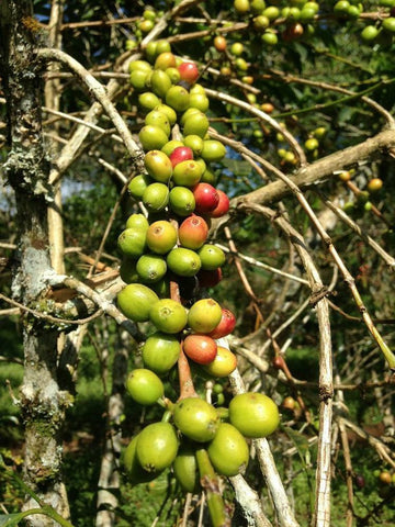 Dear Green Coffee - Colombia - Cambulo - Tolima