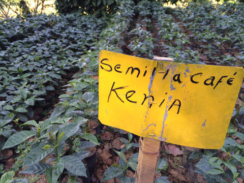 Dear Green Coffee - El Salvador: San Francisco 'Loma Linda' alternate image 1