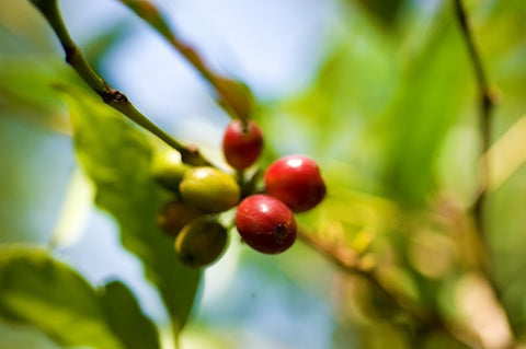 Dear Green Coffee - Nicaragua - Finca La Cascada - Natural