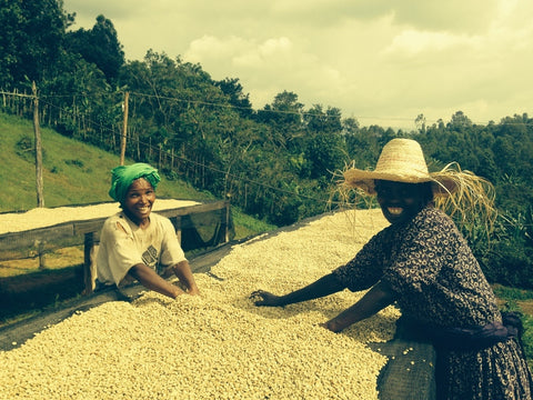 Dear Green Coffee - Tanzania - Ilomba AA alternate image 1