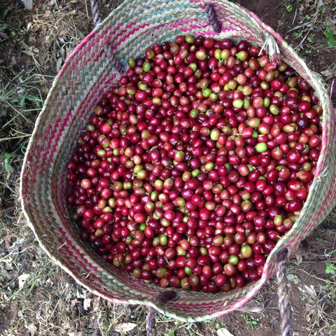 Dear Green Coffee - Tanzania - Ilomba AA