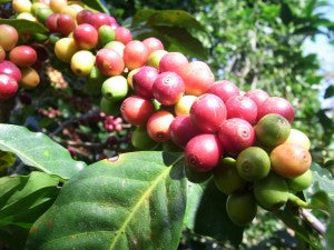 Foundry Coffee Roasters - Agustino Forest Huila, Colombia