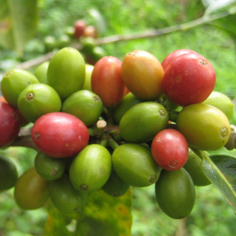 Foundry Coffee Roasters - El Sonoro #1 - Colombia