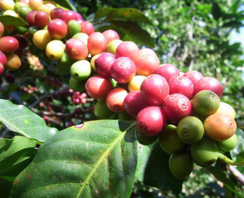 Foundry Coffee Roasters - Gashonga Lot 6 - Rwanda