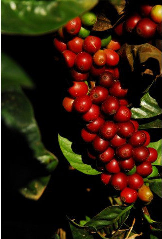 Silver Oak Coffee - Single Estate: Fazenda Progresso, Brazil alternate image 1